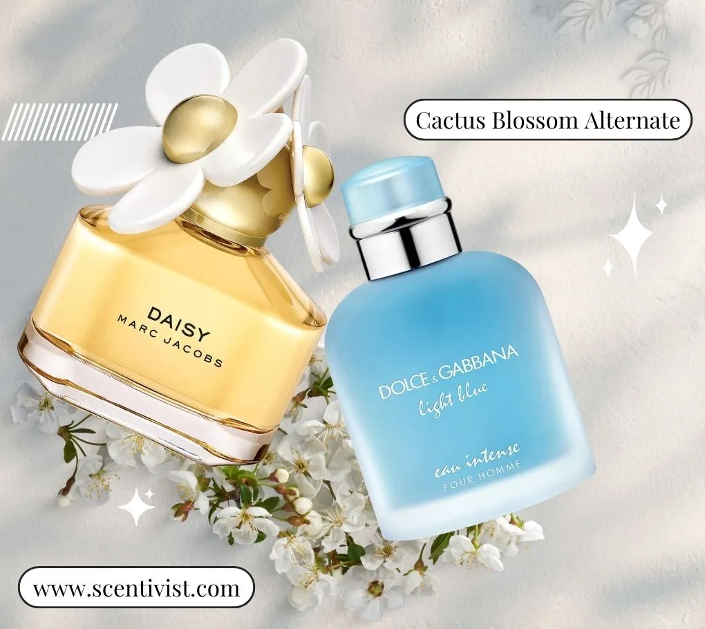 Marc Jacobs Daisy and Dolce & Gabbana Light Blue perfumes displayed as alternatives similar to Cactus Blossom.